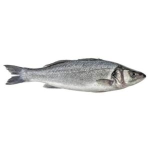 Mediterranean Sea Bream