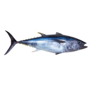 Bluefin Tuna