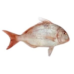 Blue Spotted Seabream