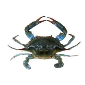 Blue Crab